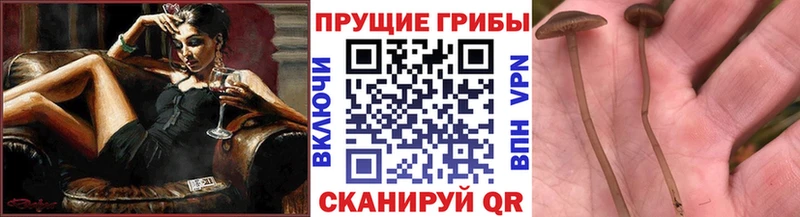 Галлюциногенные грибы Magic Shrooms  omg   Тырныауз  хочу  